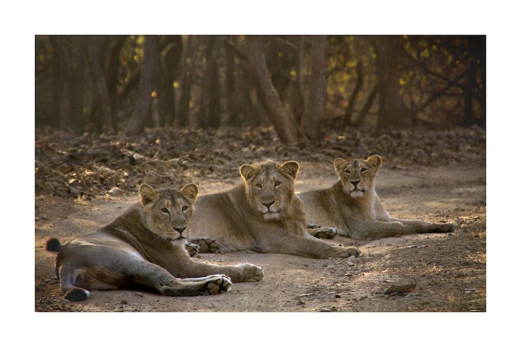 Asiatic Lion Lodge Sasan Gir Eksteriør billede